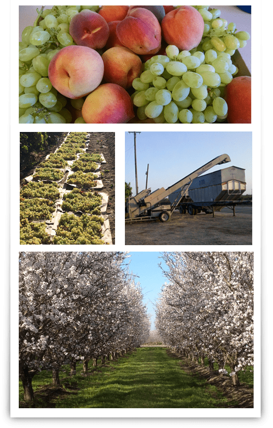 Insurance for crop protection including grapes, peaches, stonefruit